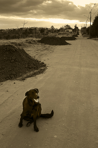 Big black dog sitting on the street in a rural area. The photo was taken during a sunny afternoon.