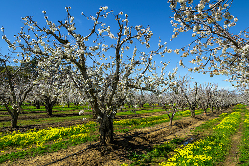Wide view of springtime bing cherry (Prunus avium) orchard blooming with with new blossoms. And blooming mustard plants in foreground.\n\nTaken in the Gilroy, California, USA.