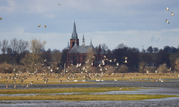 istock A flock of birds 1477921856