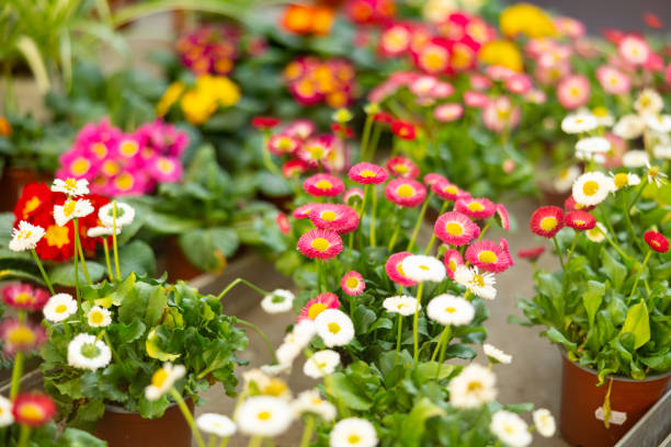Potted daisies put on wooden table in container garden
