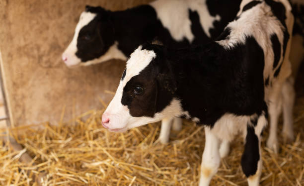 istock Calf with ear tags standing on hay in cowshed 1477924666