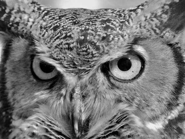 imagem em preto e branco da grande coruja com chifres - close-up headshot com olhos grandes - great white owl - fotografias e filmes do acervo