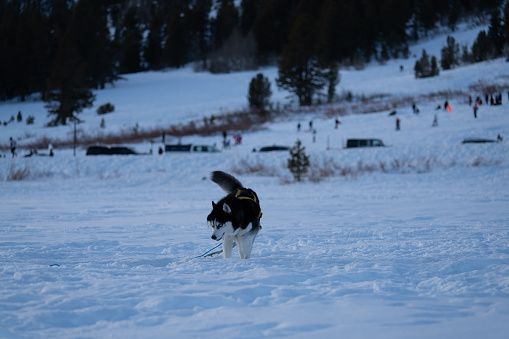 Siberian Husky, Snow, Dog, Mountain, Sled Dog,