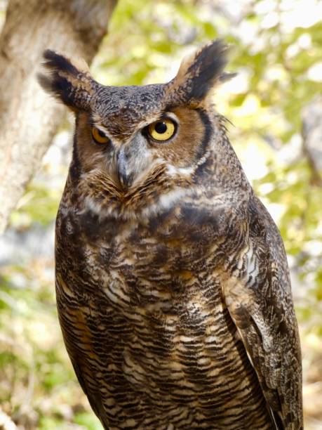 istock Great Horned Owl - front view perched in woodland area 1477933563