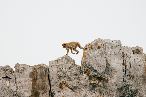Monkey walking on the top of the mountain. Gibraltar, Spain.