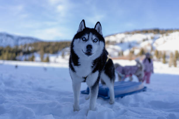 Siberian Husky, snow,pet, dog, mountain, sled dog