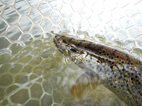 Trout Fish Caught in Net - View of fish caught in fishing net after being caught fly fishing. Catch and release ethics.