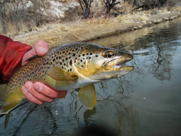 istock Brown Trout in Hand Closeup Fish Portrait 1477936961