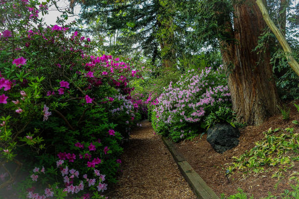 Part of a public japanese garden..