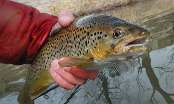 pstrąg potokowy w dłoni zbliżenie portret ryby - brown trout zdjęcia i obrazy z banku zdjęć