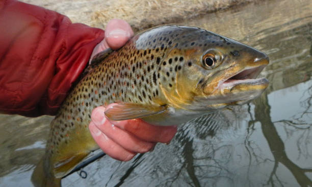 brown trout in hand closeup fish portrait - fly fishing trout brown trout fishing imagens e fotografias de stock