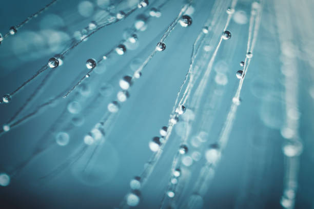 istock Water droplets on the fluff 1477937243