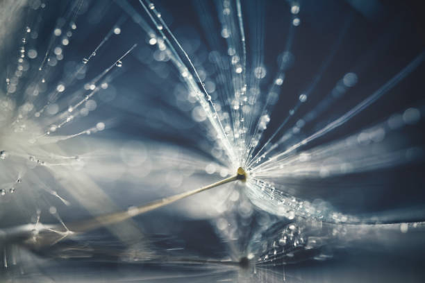 istock Polka dots on dandelion fluff 1477937263