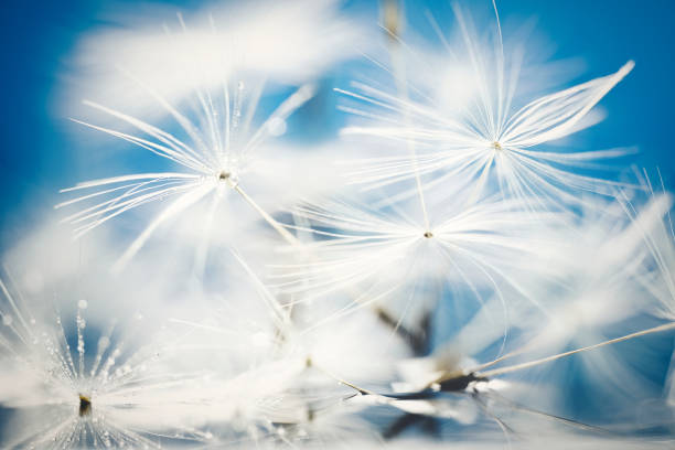 istock Polka dots on dandelion fluff 1477937275