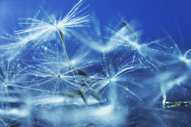 istock Polka dots on dandelion fluff 1477937281