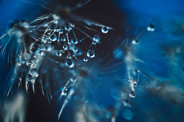 istock Polka dots on dandelion fluff 1477937818