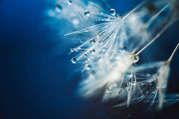istock Polka dots on dandelion fluff 1477937820