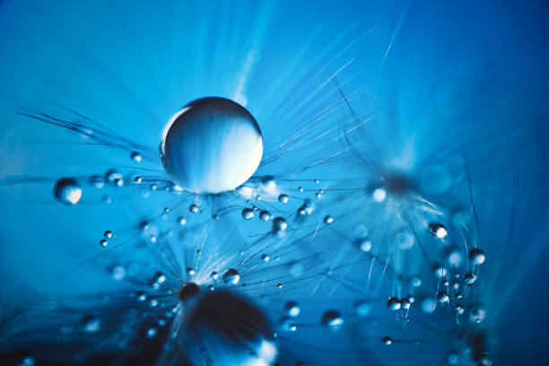 istock Water droplets on dandelion fluff 1477938475