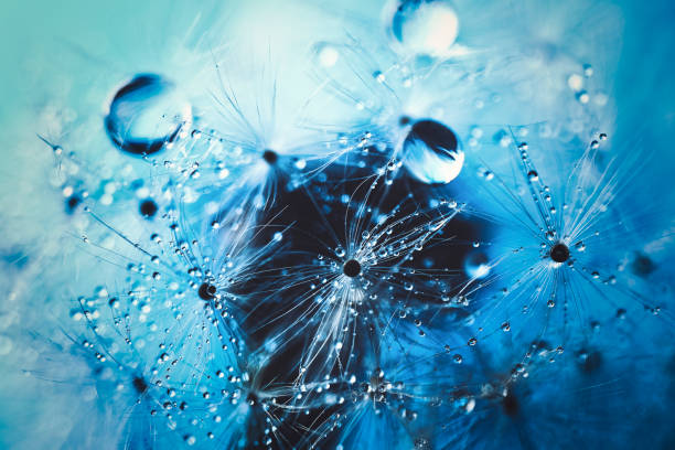 istock Water droplets on dandelion fluff 1477938478
