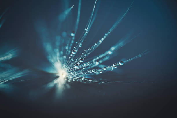 istock Water droplets on the fluff 1477938541