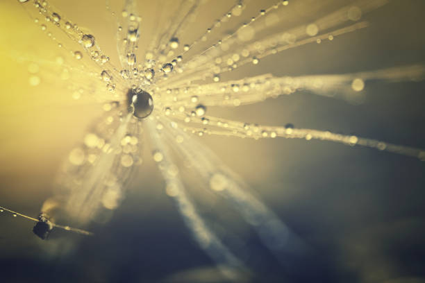 istock Water droplets on the fluff 1477938629