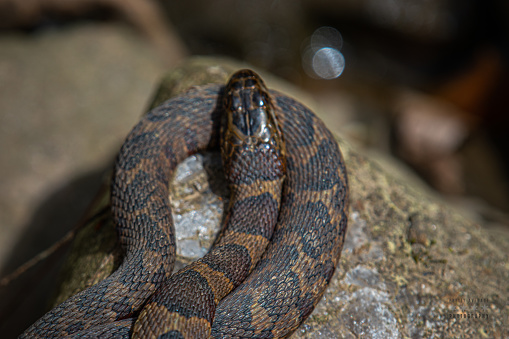 Watersnake curled