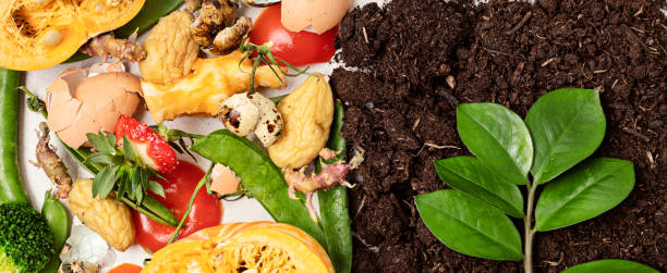 istock Food leftovers for compost and composted soil. Recycling scarps, sustainable and zero waste lifestyle concept. Fruits and vegetable garbage waste turning into organic fertilizers. Top view, flatlay 1477940923