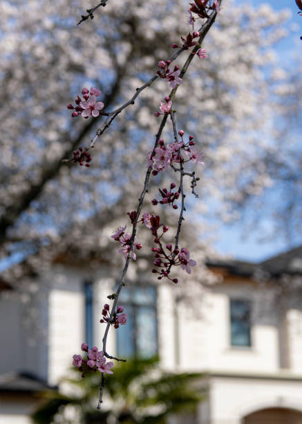 istock Cherry blossom season 1477941040