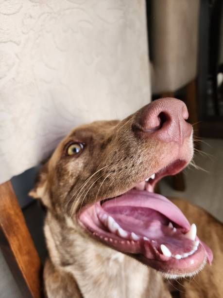 istock caramel brown male dog with open mouth 1477941425