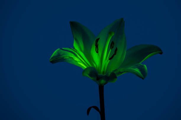 Gentle Madonna lily flower with bright illuminated neon green petals against blue background in studio