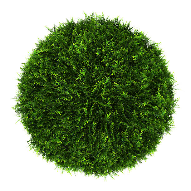 istock top view of eastern arborvitae bush isolated on white background 147794247