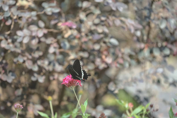 a Butte fly on flowers, in forest meadow environment