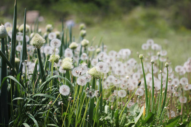 Dandelion and Meadow Free to Soar.