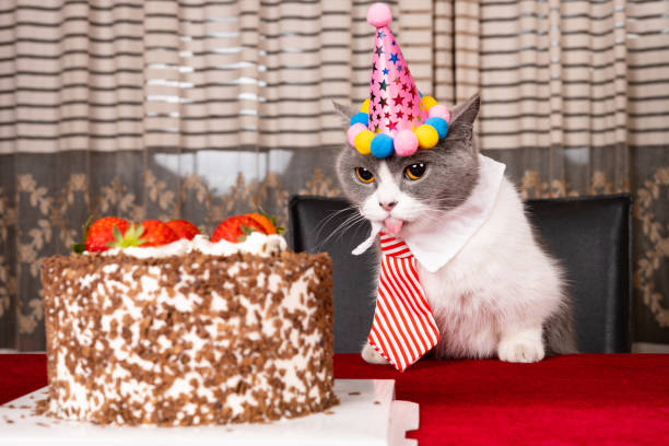 istock cute british shorthair cat celebrating her birthday horizontal composition 1477948591
