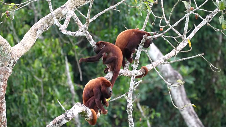 Red Howler Monkeys