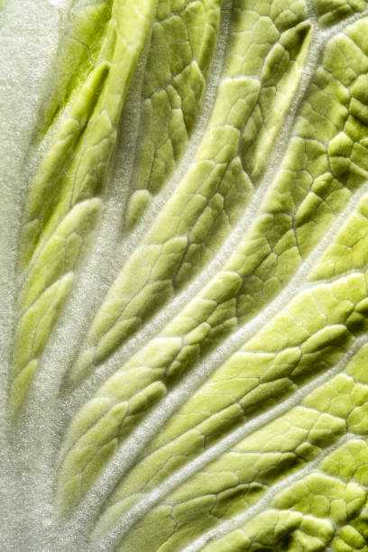 istock Close-up of Napa Cabbage 1477956070