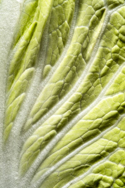 Close-up of Napa Cabbage stock photo