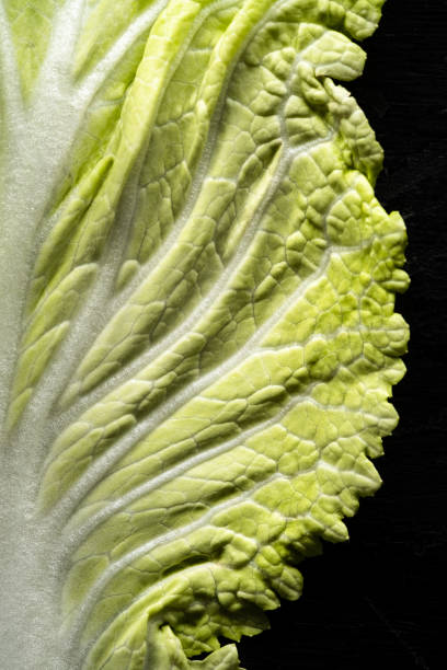 Napa Cabbage on Black stock photo
