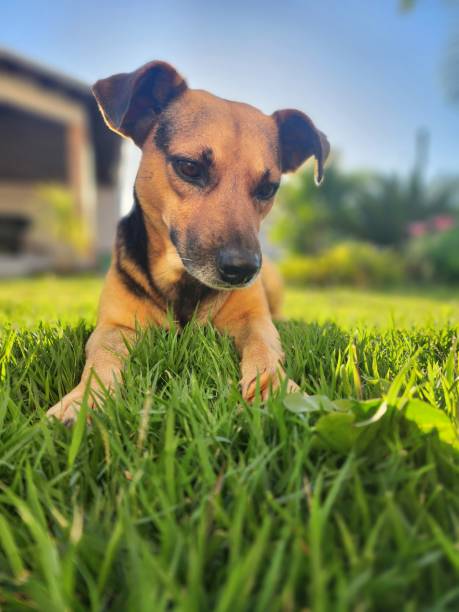 istock male black and yellow dog lying on thr grass 1477956401