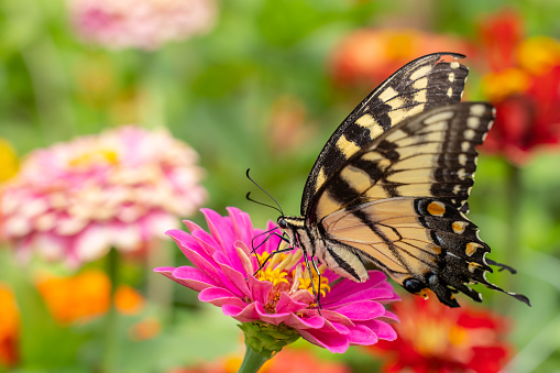 Black Swallowtail Butterfly Feeding on a Flower
