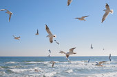 Seagulls soaring in the air over the sea coast, sea waves in the sun