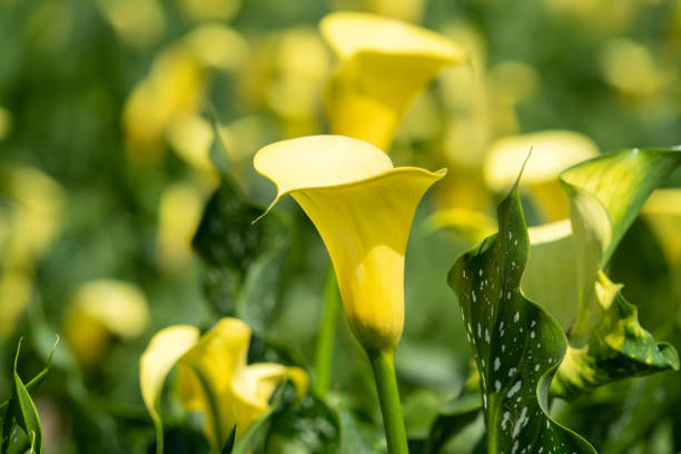 Beautiful lovely yellow calla lily in the natural garden.