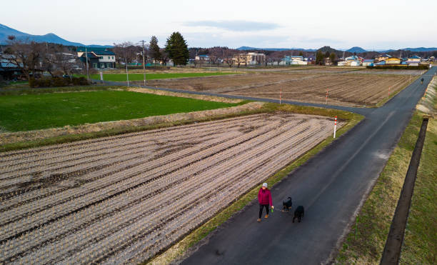 An aerial view of a woman walking her two dogs down a quite street of the rural North Japan countryside.