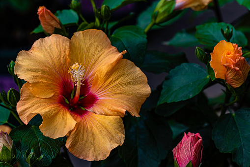 Red hibiscus flowers with green leaves during the summer