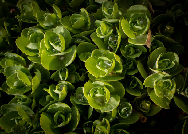 Closeup of sedum leaves with raindrops