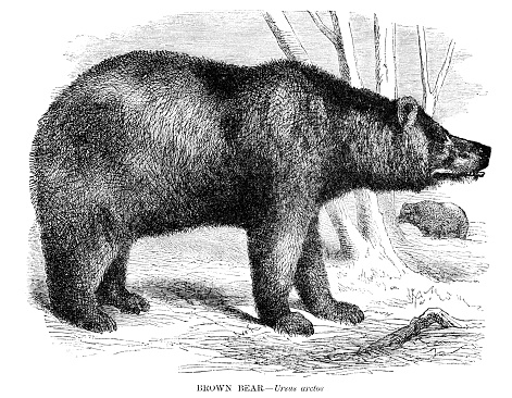 Brown bear engraving illustration 1892