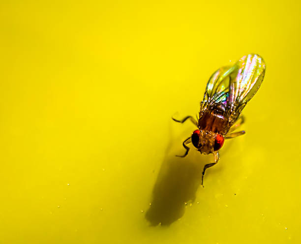 istock Macro of a single fruit fly caught on a sticky paper trap 1477967641