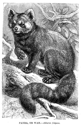 Red panda engraving illustration 1892