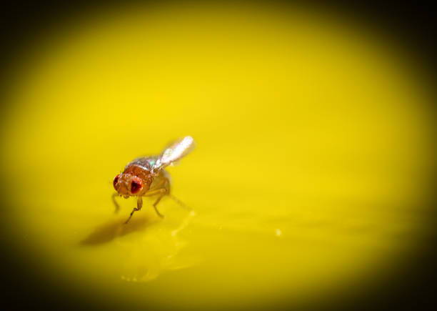 istock Macro of a single fruit fly caught on a sticky paper trap 1477968190