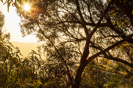Sun setting through trees with rolling mountain landscape in golden light, Australian bush scene.